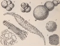 An illustration from The microscope and its revelations (1891)