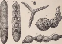 An illustration from The microscope and its revelations (1891)