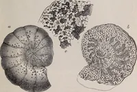 An illustration from The microscope and its revelations (1891)
