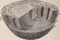 An illustration from The microscope and its revelations (1891)