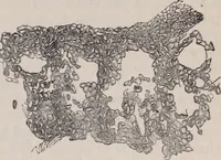 An illustration from The microscope and its revelations (1891)