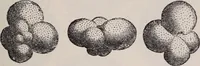 An illustration from The microscope and its revelations (1891)