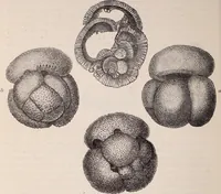 An illustration from The microscope and its revelations (1891)
