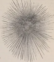An illustration from The microscope and its revelations (1891)