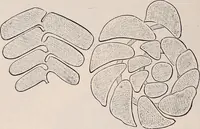 An illustration from The microscope and its revelations (1891)