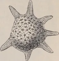An illustration from The microscope and its revelations (1891)