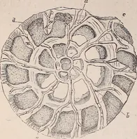 An illustration from The microscope and its revelations (1891)