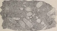 An illustration from The microscope and its revelations (1891)