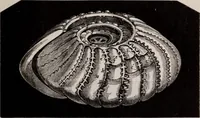 An illustration from The microscope and its revelations (1891)