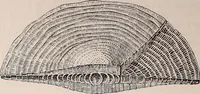 An illustration from The microscope and its revelations (1891)