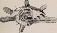 An illustration from The microscope and its revelations (1891)