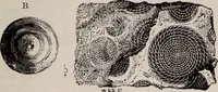 An illustration from The microscope and its revelations (1891)