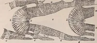 An illustration from The microscope and its revelations (1891)