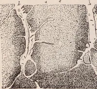 An illustration from The microscope and its revelations (1891)