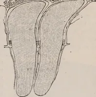 An illustration from The microscope and its revelations (1891)