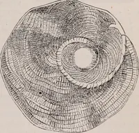 An illustration from The microscope and its revelations (1891)