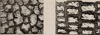 An illustration from The microscope and its revelations (1891)