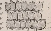 An illustration from The microscope and its revelations (1891)