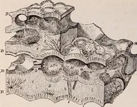 An illustration from The microscope and its revelations (1891)