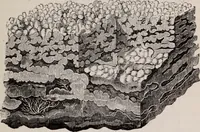 An illustration from The microscope and its revelations (1891)