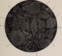 An illustration from The microscope and its revelations (1891)