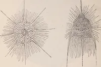 An illustration from The microscope and its revelations (1891)