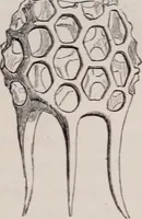 An illustration from The microscope and its revelations (1891)