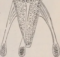 An illustration from The microscope and its revelations (1891)