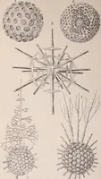 An illustration from The microscope and its revelations (1891)