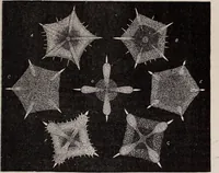 An illustration from The microscope and its revelations (1891)