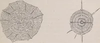 An illustration from The microscope and its revelations (1891)
