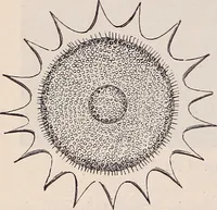 An illustration from The microscope and its revelations (1891)