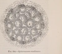 An illustration from The microscope and its revelations (1891)