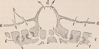An illustration from The microscope and its revelations (1891)