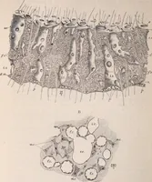 An illustration from The microscope and its revelations (1891)