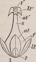 An illustration from The microscope and its revelations (1891)