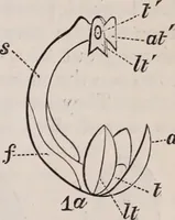 An illustration from The microscope and its revelations (1891)