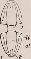 An illustration from The microscope and its revelations (1891)