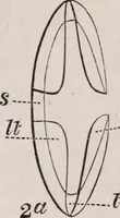 An illustration from The microscope and its revelations (1891)