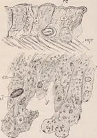 An illustration from The microscope and its revelations (1891)