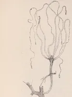 An illustration from The microscope and its revelations (1891)