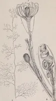 An illustration from The microscope and its revelations (1891)