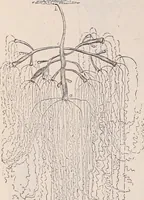 An illustration from The microscope and its revelations (1891)