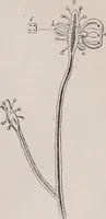 An illustration from The microscope and its revelations (1891)
