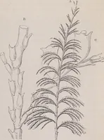 An illustration from The microscope and its revelations (1891)