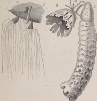 An illustration from The microscope and its revelations (1891)