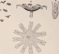 An illustration from The microscope and its revelations (1891)