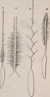 An illustration from The microscope and its revelations (1891)