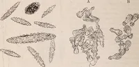 An illustration from The microscope and its revelations (1891)