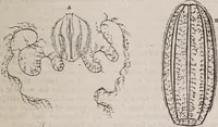 An illustration from The microscope and its revelations (1891)